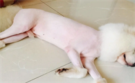 狗狗剃完毛皮肤发红怎么办呢