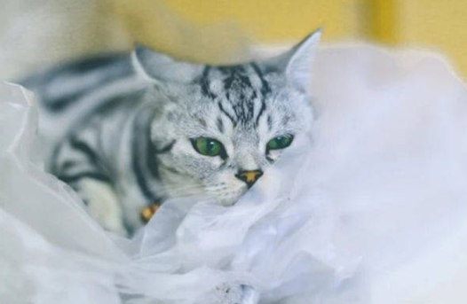 猫爱吃塑料袋是什么原因引起的