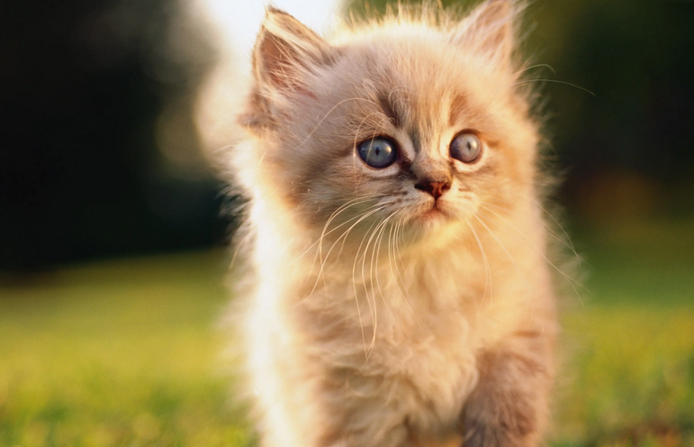 猫耳朵旁边秃了是什么原因造成的 猫耳朵旁边秃了是什么原因造成的
