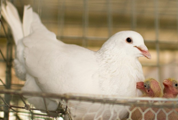 想知道白王鸽吃什么?还不快来看看
