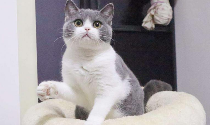 英国短毛猫幼猫价格