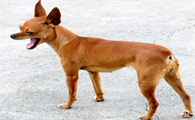 小鹿犬尾巴为什么要剪掉