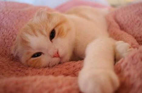 猫下巴长癣了怎么办用什么药