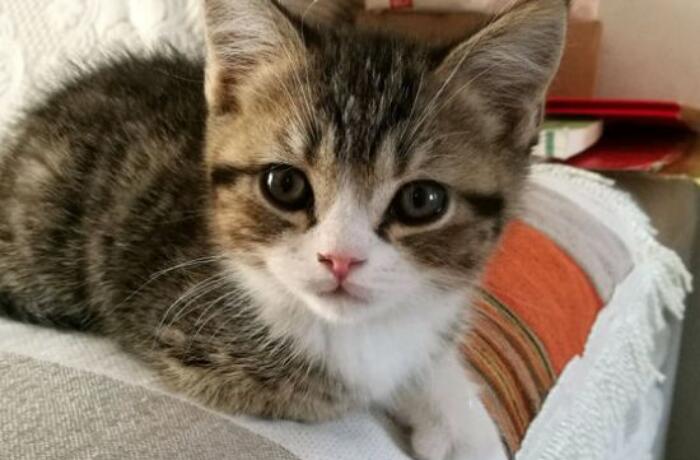 养猫的人容易得什么病
