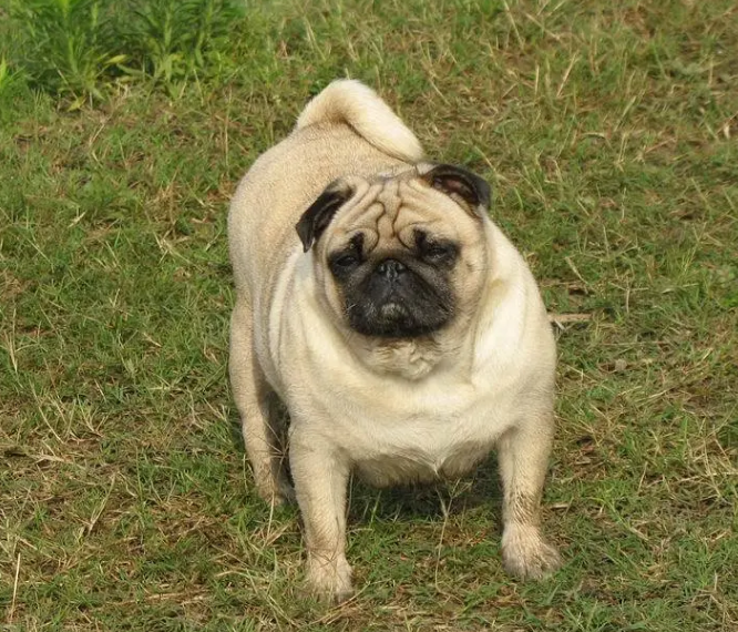 巴哥犬可以吃哪些食物