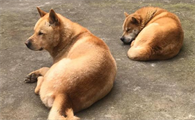 中华田园犬聪明到什么程度