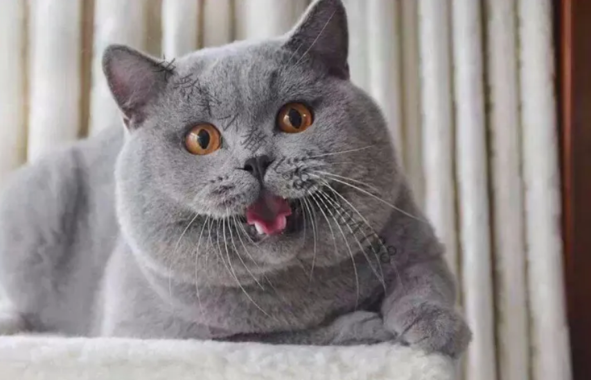 英短猫好养吗