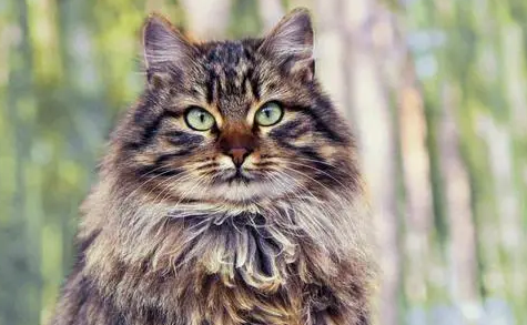 猫见红后一直不生产怎么办呢