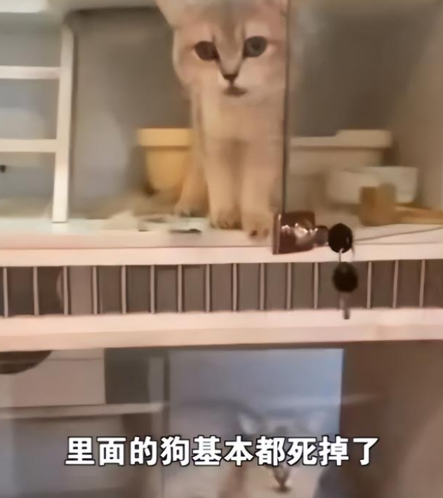 太残忍了!宠物店老板离开半月猫狗被活活渴死饿死 太残忍了!宠物店老板离开半月猫狗被活活渴死饿死