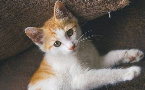 猫咪拉出白色长条虫子怎么办 猫咪拉出白色长条虫子怎么办