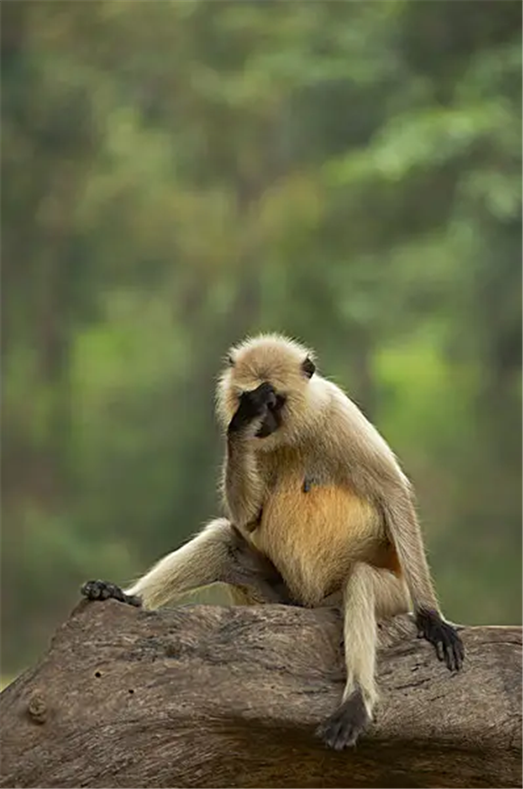 传说中的印度灰叶猴，居然是这个模样