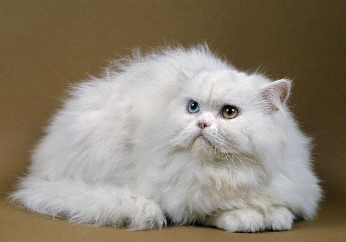 波斯猫价格多少钱一只 波斯猫价格多少钱一只