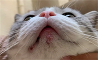 猫咪下巴发黄怎么回事