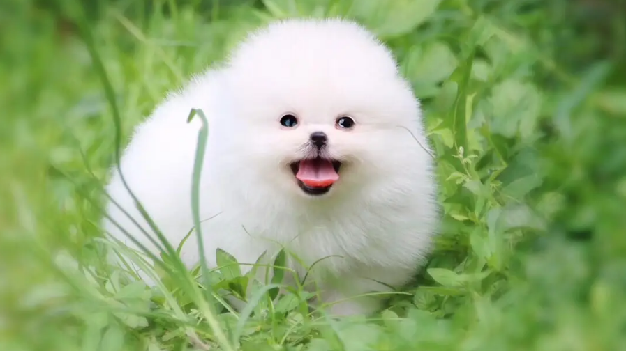 博美不听话就是要死揍？