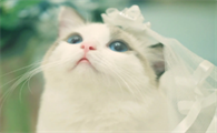 小猫吐黄水怎么回事吃什么药
