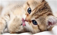 猫耳朵有炎症怎么治疗最好