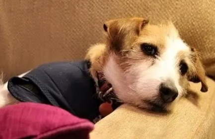 狗狗不吃食拉肚子还没精神是怎么回事