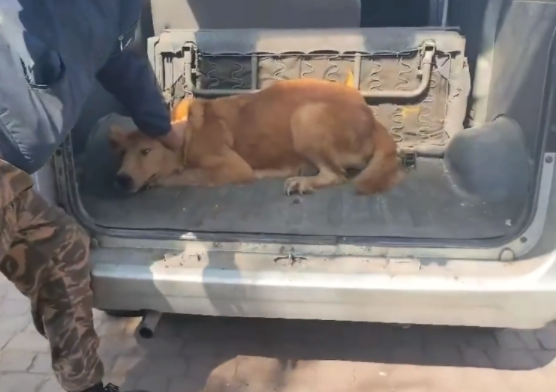 被养殖场淘汰的金毛犬,只能在笼子里端着盆子替它的孩子讨要食物 被养殖场淘汰的金毛犬,只能在笼子里端着盆子替它的孩子讨要食物