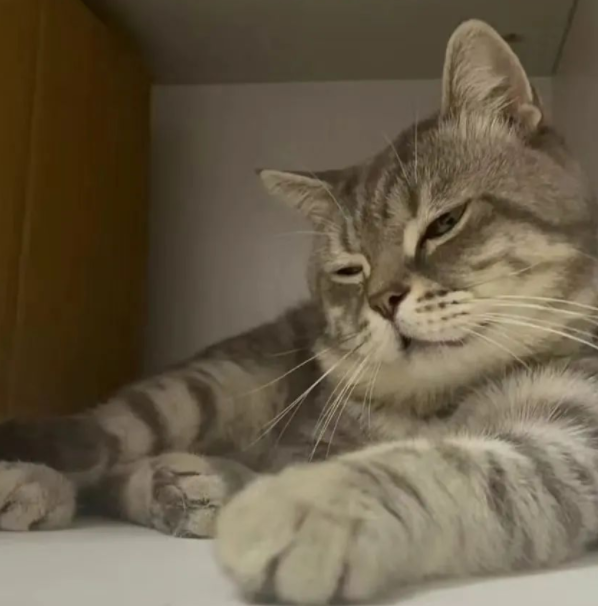 猫咪因一张“巨蛋照”封神!网友:口水擦擦,赶紧趁机颠两把… 猫咪因一张“巨蛋照”封神!网友:口水擦擦,赶紧趁机颠两把…