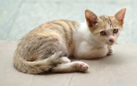 猫咪肾脏功能衰竭能治好吗