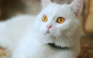 猫体外驱虫怎么做