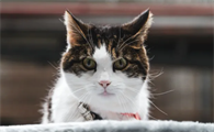 猫节育后为什么还乱撒尿呢