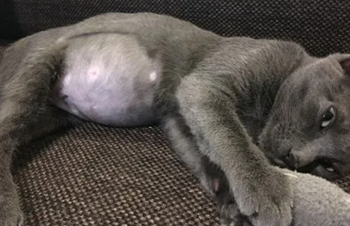 猫传腹症状会拉肚子吗
