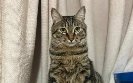 狸花猫几个月就不长个了？我来告诉你答案！