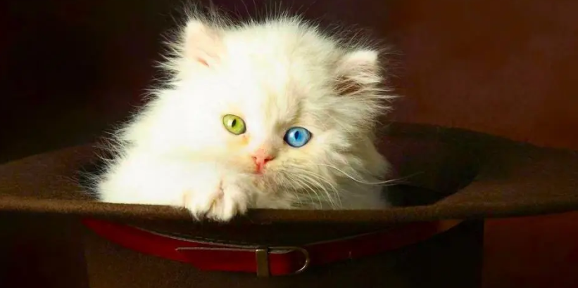 奶猫不拉屎肚子特别鼓