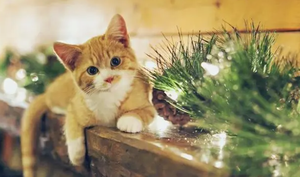 吃了老鼠药的猫会怎么样 吃了老鼠药的猫会怎么样