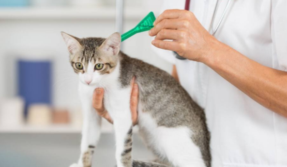 怎么看猫是否得了传腹和怀孕