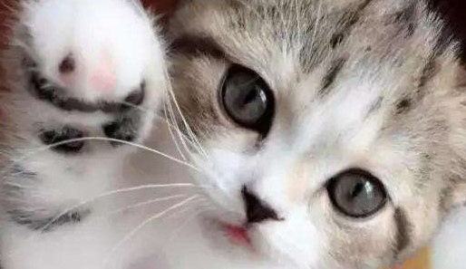 折耳猫突然走路一瘸一拐怎么回事