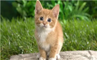 猫咪怀孕性格