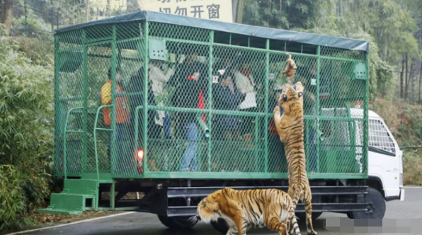 重庆一动物园游客乘坐游览车，被成年东北虎爬车围观