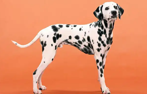 斑点狗属于什么型犬?答案都在这! 斑点狗属于什么型犬?答案都在这!