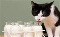 给猫冲完羊奶多久扔掉比较好