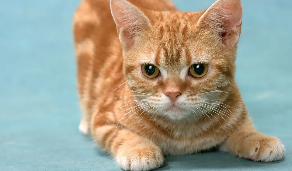 猫为什么会发出咕咕的声
