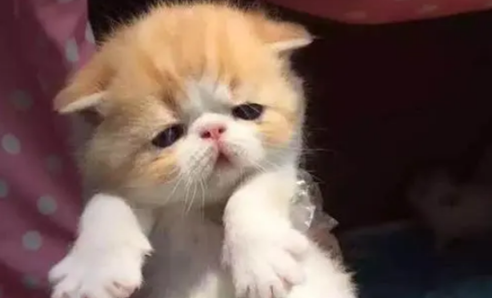 不分开母猫怎么断奶呢?可以通过循序渐进的方法 不分开母猫怎么断奶呢?可以通过循序渐进的方法