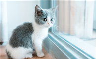 猫肠胃炎恢复期吃什么食物好