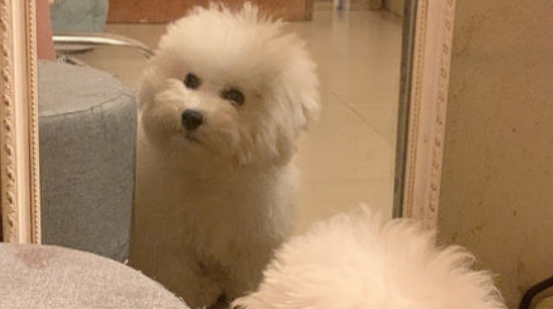 狗不吃饭怎么办不精神怎么办