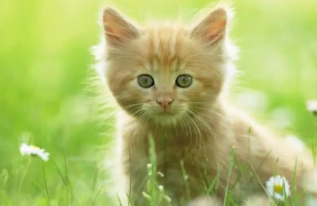 猫粮倒出来一般放几天