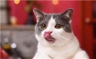 猫咪打疫苗前后要注意什么吗
