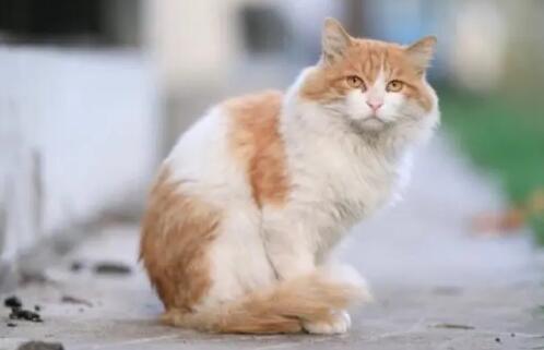 猫吃蜜蜂嘴巴里被蛰了会怎么样