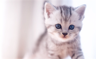 猫便便带血是怎么了