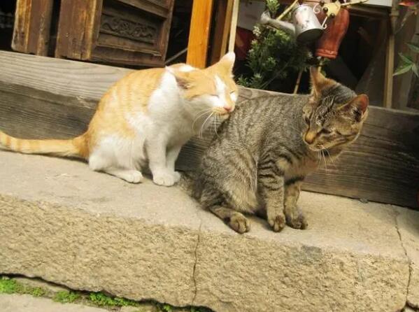 猫咪发情怎么办 猫咪发情怎么办