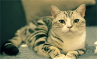 得了猫藓是什么样的