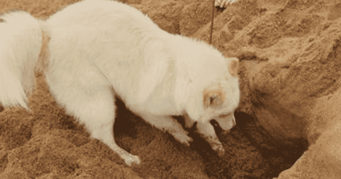 狗刨坑是什么征兆