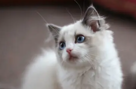 母猫什么时候能做绝育最好 母猫什么时候能做绝育最好