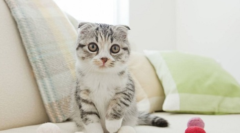 母猫发过情还能绝育吗 母猫发过情还能绝育吗