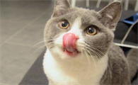 猫咪突然大量流口水怎么办